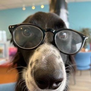 Meet your Posher, Mickey